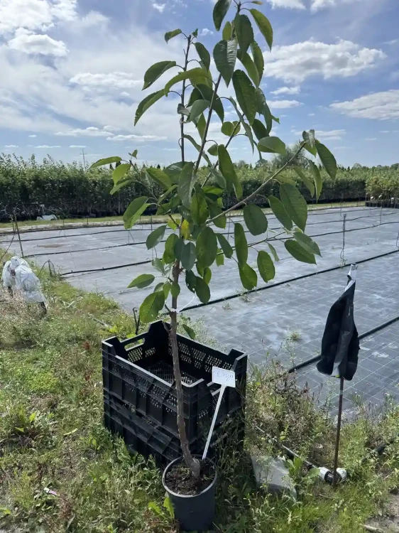 czeresnia-floravi.pl