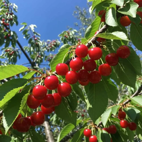 czeresnia-rivan1-floravi.pl