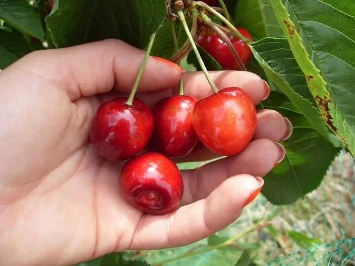 czeresnia-rivan5-floravi.pl