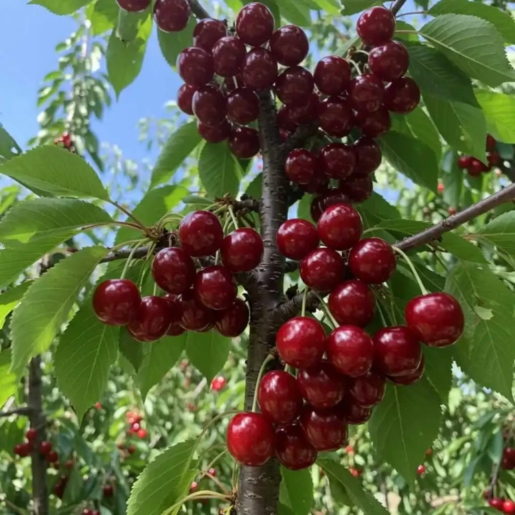 czeresnia-sam2-floravi.pl