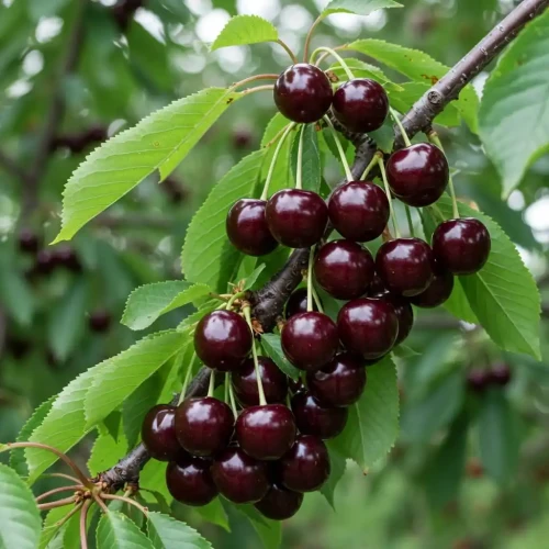 czeresnia-czarna-pozna1-floravi.pl