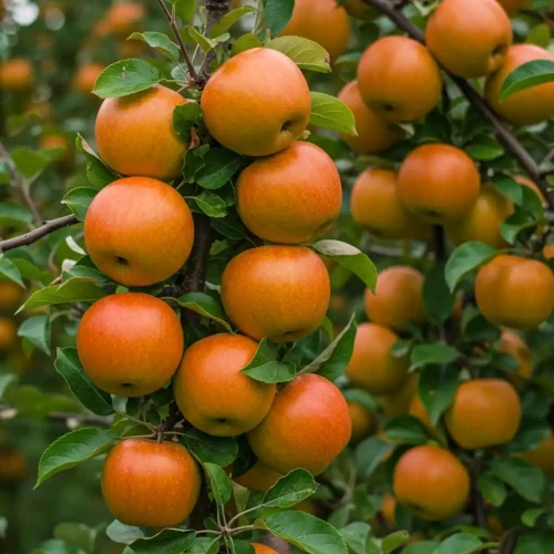 jablon-zlota-reneta-krolowa-renet1-floravi.pl