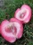 jablon-czerwonomiazszowa1-floravi.pl