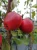 jablon-czerwonomiazszowa3-floravi.pl