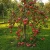 jablon-james-grieve2-floravi.pl