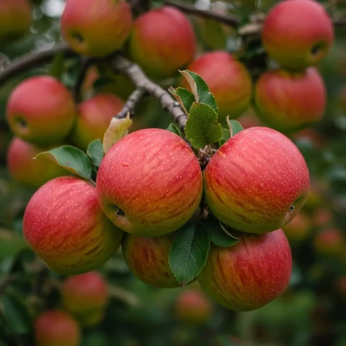 jablon-james-grieve1-floravi.pl