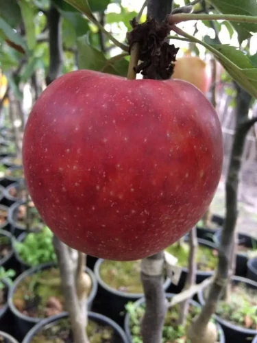 jablon-paulared2-floravi.pl