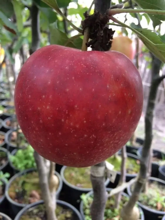 jablon-paulared2-floravi.pl