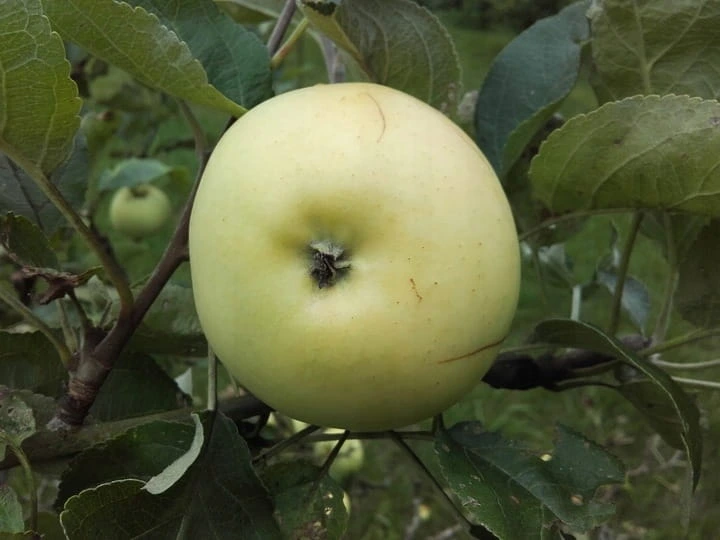 jablon-kosztela2-floravi.pl