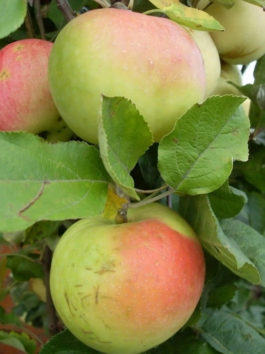 jablon-kronselka3-floravi.pl