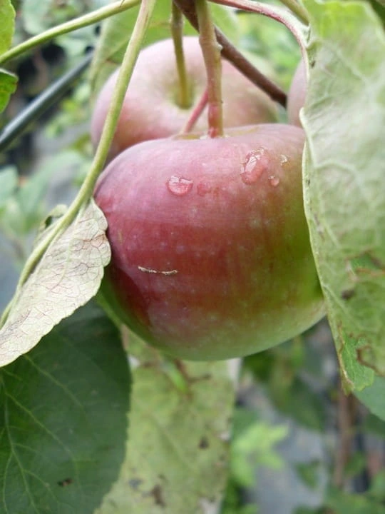 jablon-ligol3-floravi.pl