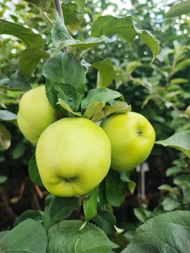 jablon-antonowka-smietankowa2-floravi.pl