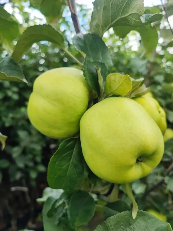 jablon-antonowka-smietankowa3-floravi.pl