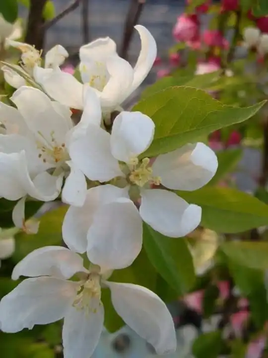 jablon-kwiat-floravi.pl