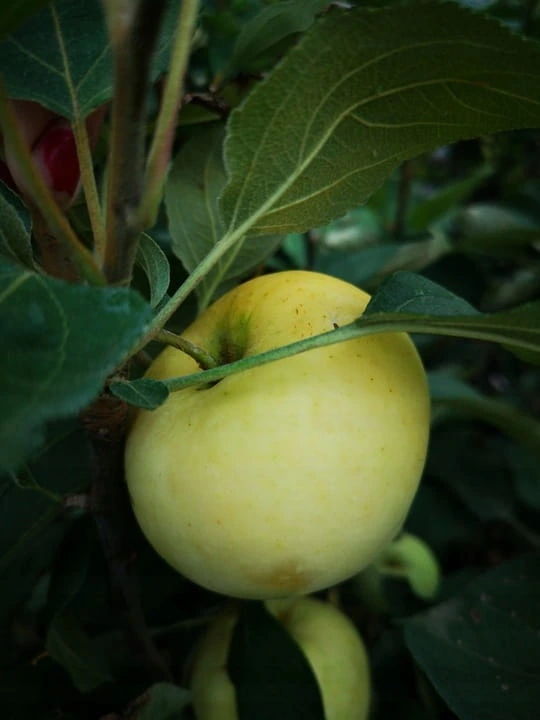 jablon-papierowka-oliwka-zolta2-floravi.pl