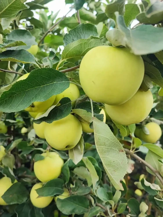 jablon-papierowka-oliwka-zolta3-floravi.pl