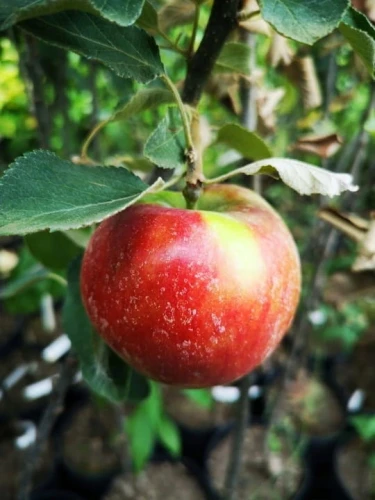 jablon-delikates2-floravi.pl