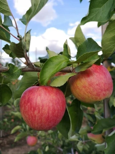 jablon-piros2-floravi.pl