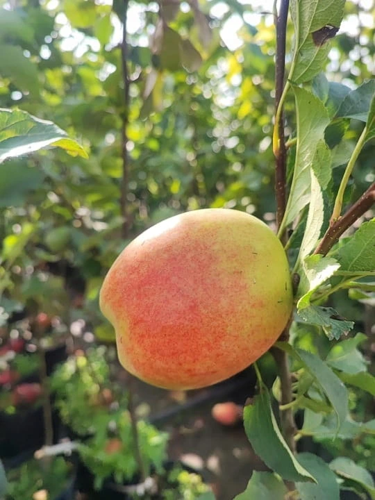 jablon-szampion3-floravi.pl