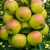 jablon-szampion1-floravi.pl