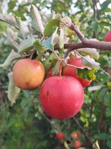 jablon-jonagold2-floravi.pl