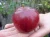 jablon-starking3-floravi.pl