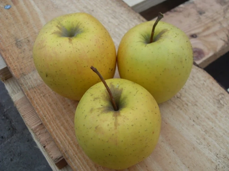 jablon-golden-delicious2-floravi.pl