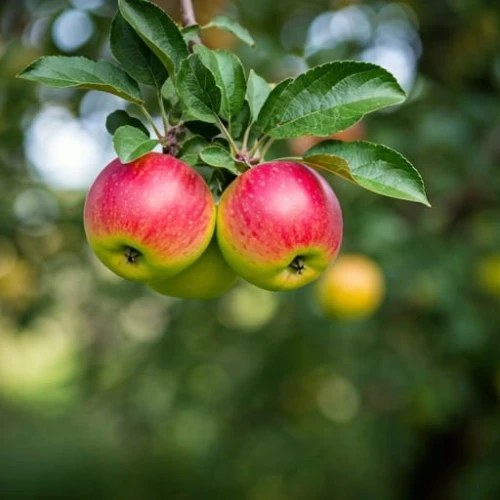 jablon-witos1-floravi.pl