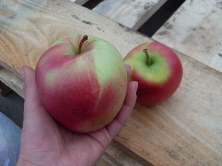 jablon-witos2-floravi.pl