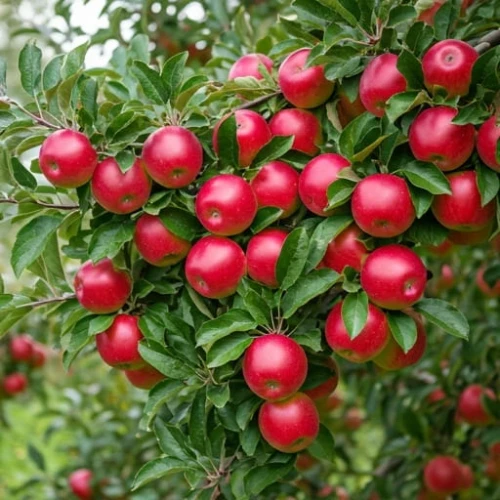 jablon-gloster1-floravi.pl