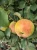 jablon-boiken3-floravi.pl
