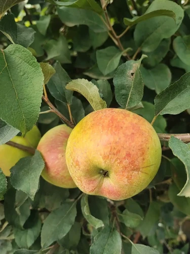 jablon-boiken2-floravi.pl