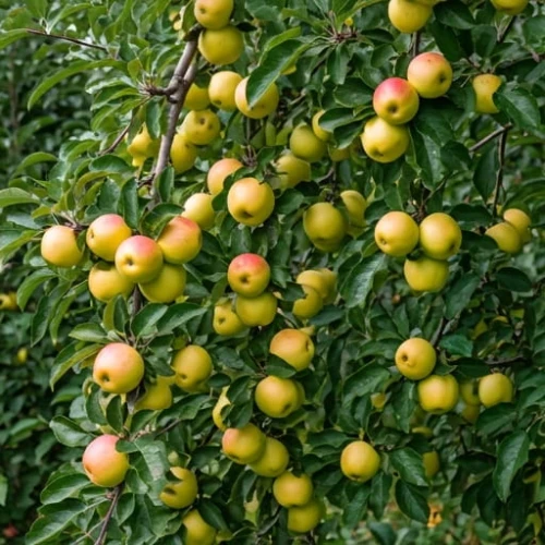 jablon-boiken1-floravi.pl