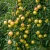 jablon-boiken1-floravi.pl