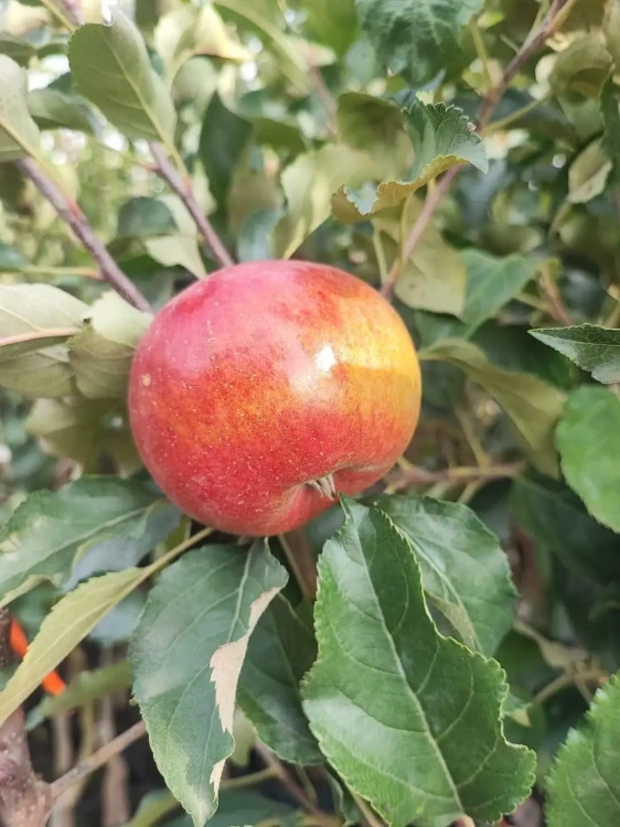 jablon-lired3-floravi.pl