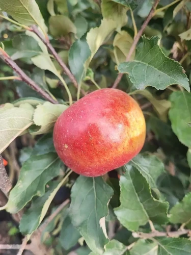 jablon-lired2-floravi.pl