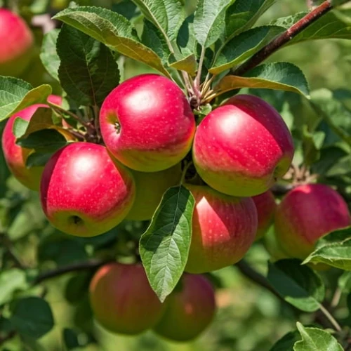 jablon-lired1-floravi.pl