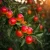 jablon-alwa1-floravi.pl