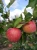 jablon-alwa2-floravi.pl