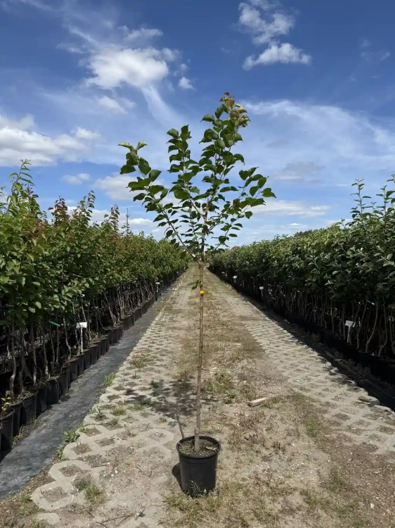 morela-drzewko-floravi.pl