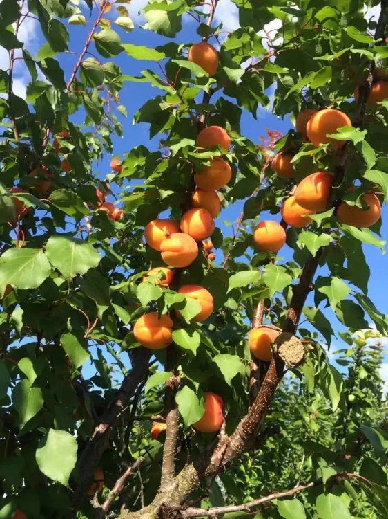 morela-bergeron3-floravi.pl