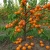 morela-karola3-floravi.pl