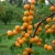 morela-wczesna-z-morden2-floravi.pl