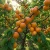 morela-hargrand2-floravi.pl