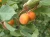 morela-moorpark3-floravi.pl
