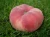 brzoskwinia-saturn-ufo2-floravi.pl