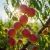 brzoskwinia-royalvee3-floravi.pl