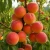 brzoskwinia-reliance1-floravi.pl