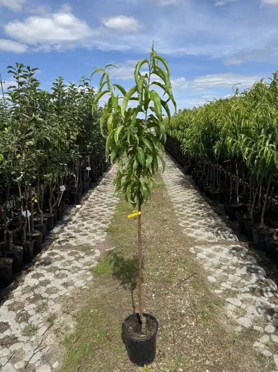 brzoskwinia-drzewko-floravi.pl