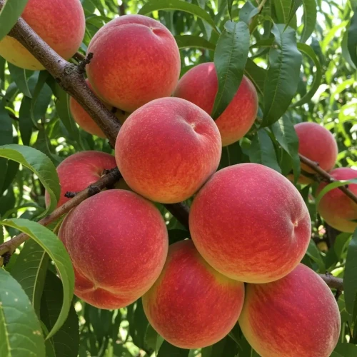 brzoskwinia-harrow-beauty2-floravi.pl